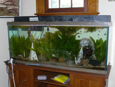 55gal2.jpg