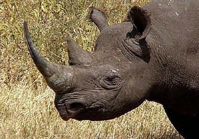 BLACK RHINO HEAD.jpg