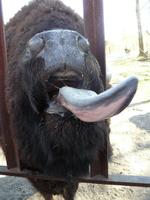 BuffaloTongue.jpg