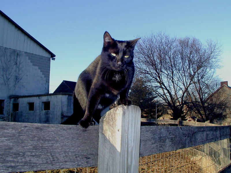 CatFence3.jpg