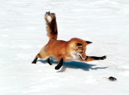 a red fox  vulpes vulpes to be