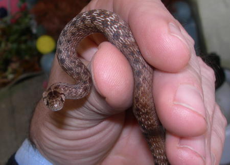 Pictures Baby Snakes on Was Called The Dekay S Snake  Now It S Usually Called The Brown Snake
