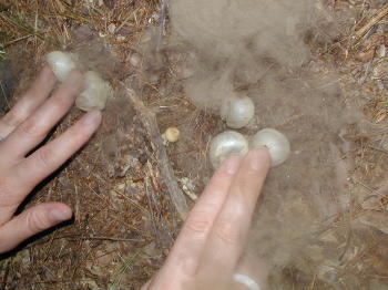 PuffBalls.jpg