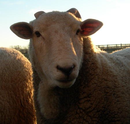 Sheep1125.jpg