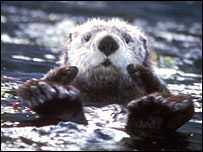 _41351228_otter2fws203.jpg