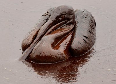 oil bird.jpg