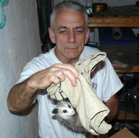 babypossum3.jpg