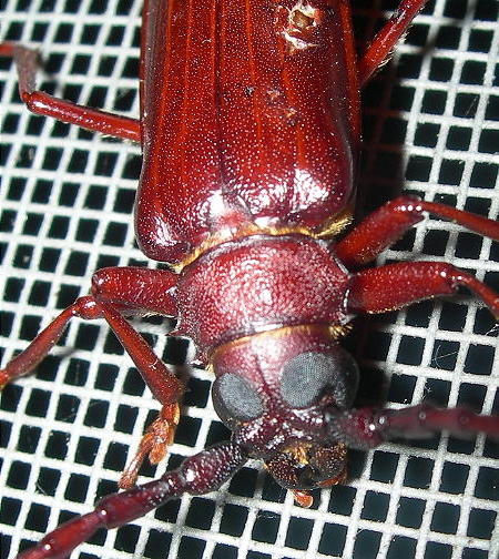 beetle3.jpg