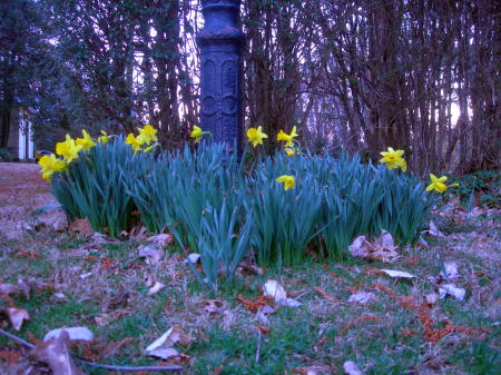 daffodils2.jpg