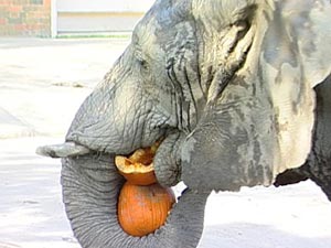 elephant_eats.jpg