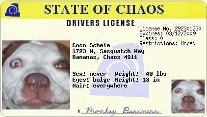 license_coco2.jpg