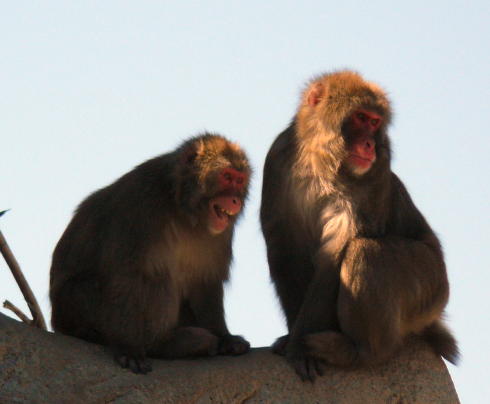 macaques.jpg