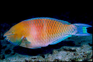 parrotfish2.jpg