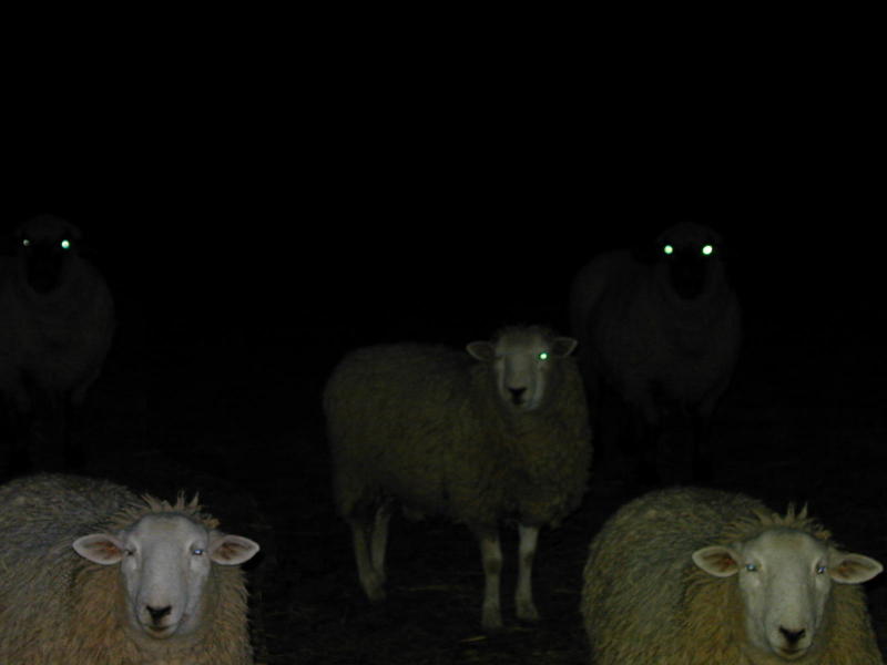 sheep3.jpg