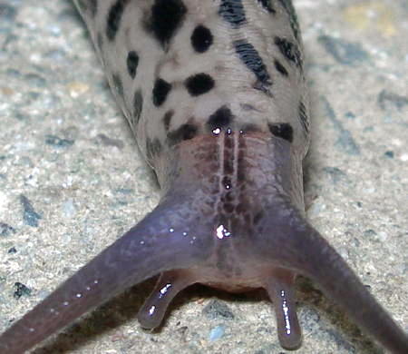 slug3.jpg